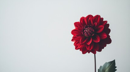 Poster - A solitary rich ruby dahlia against a light grey background, close-up shot, Minimalist style