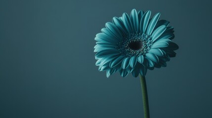 Poster - A solitary rich teal gerbera daisy isolated against a muted taupe background, close-up shot, Minimalist style