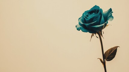 Aufkleber - a solitary rich teal rose against a light beige background, close-up shot, minimalist style