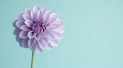 Aufkleber - A solitary soft lilac dahlia against a muted mint background, close-up shot, Minimalist style