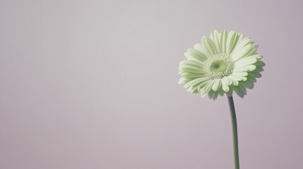 Aufkleber - A solitary soft mint green gerbera daisy against a light lavender background, close-up shot, Minimalist style