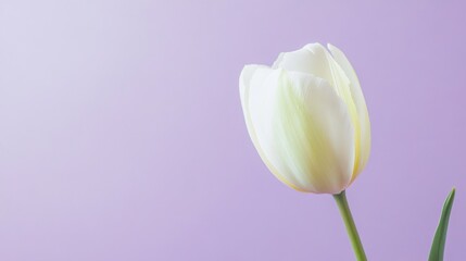Aufkleber - A solitary soft mint green tulip against a light lavender background, close-up shot, Minimalist style