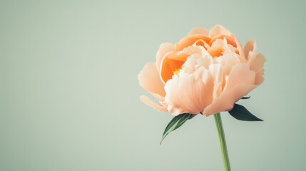 Poster - A solitary soft peach peony against a light sage background, close-up shot, Minimalist style