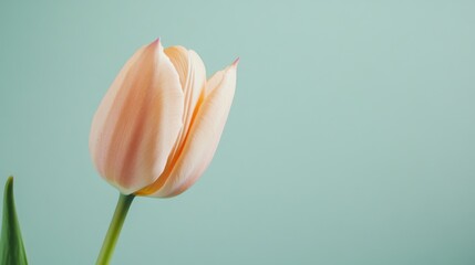 Poster - A solitary soft peach tulip against a muted sage background, close-up shot, Minimalist style