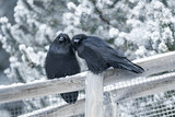 Two common raven or northern raven (Corvus corax) sitting on a wooden fence in the snow in Alberta, Canada