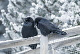 Two common raven or northern raven (Corvus corax) sitting on a wooden fence in the snow in Alberta, Canada