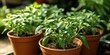 © StockKing - Young green chili peppers thrive in pots, showcasing their robust growth in a backyard garden setting, where these chili peppers flourish with vibrant hues and healthy foliage.