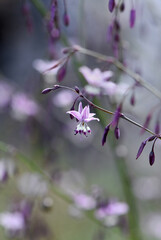 Wall Mural - Close up of Australian native purple Vanilla Lily, Arthropodium milleflorum, family Asparagaceae in subalpine Kosciuszko region, NSW. Perennial herb, indigenous food plant endemic to eastern Australia