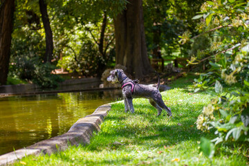 Wall Mural - Zwergschnauzer puppy on a green lawn on nature in sunny day. Hunting, guarding dogs breed. A doggy walking outdoors.A pet in green park near the river