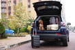 © New Africa - Cute Cavapoo dog and different stuff in car trunk
