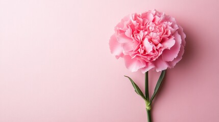 Aufkleber - A charming carnation on a gentle pink background, flat design style, photo of