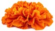 © ArpPSIqee - A close-up of a bright orange marigold with layered, ruffled petals, isolated white background