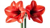A detailed shot of a vibrant red amaryllis with its large, trumpet-shaped petals, isolated white background