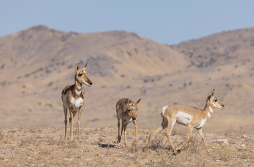 Wall Mural - pronghorn antelope does in the utah desert in autumn