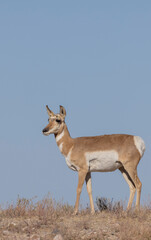 Wall Mural - pronghorn antelope doe in the utah desert in autumn