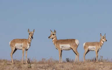 Wall Mural - pronghorn antelope does in the utah desert in autumn