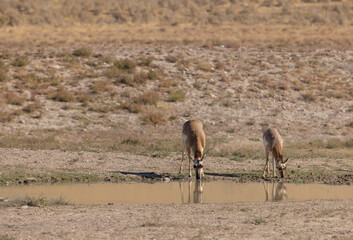 Wall Mural - Pronghorn Antelope Does in the Utah Desert in Autumn