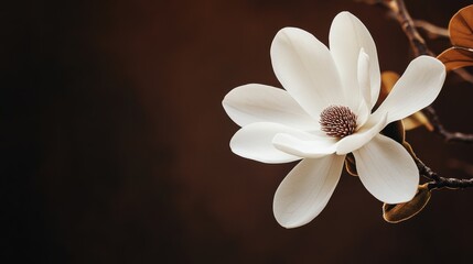 Poster - A graceful white magnolia on a rich chocolate brown backdrop, close-up shot, Stock photo library style