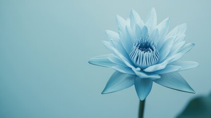 Poster - A serene blue lotus against a pale teal background, close-up shot, Minimalist style