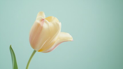 Poster - A single tulip set against a pastel green background, close-up shot, Minimalist style