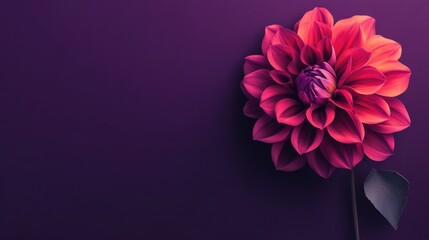 Aufkleber - A whimsical dahlia on a deep purple backdrop, playful illustration style, photo of