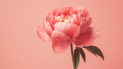 Aufkleber - A whimsical peony against a light coral backdrop, cartoonish design style, photo of