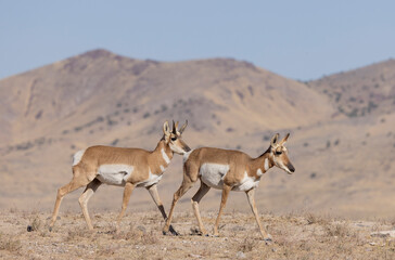 Wall Mural - Buck and Doe Proinghorn Antelope in Autumn in the Utah Desert