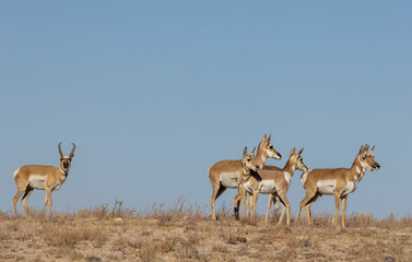 Wall Mural - buck and doe proinghorn antelope in autumn in the utah desert