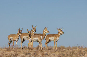 Wall Mural - buck and doe proinghorn antelope in autumn in the utah desert