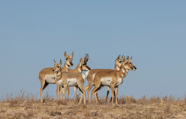 Wall Mural - buck and doe proinghorn antelope in autumn in the utah desert