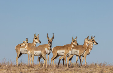 Wall Mural - buck and doe proinghorn antelope in autumn in the utah desert