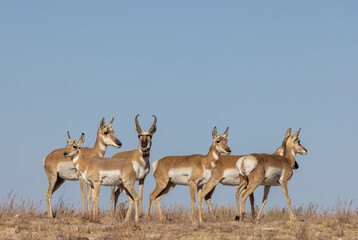 Wall Mural - buck and doe proinghorn antelope in autumn in the utah desert