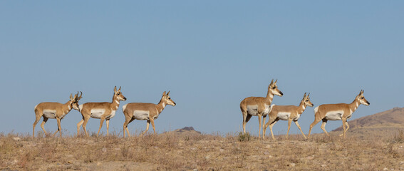 Wall Mural - buck and doe proinghorn antelope in autumn in the utah desert