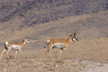 Wall Mural - buck and doe proinghorn antelope in autumn in the utah desert