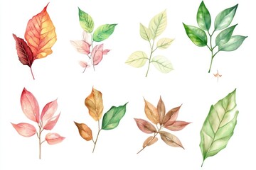 Poster - A collection of variously colored leaves against a plain white backdrop