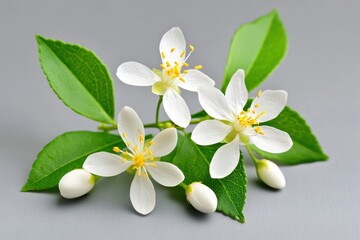 Poster - Delicate White Flowers and Green Leaves on Gray Background for Floral Design