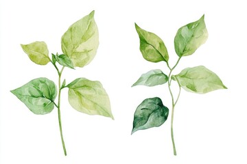 Sticker - Watercolor illustration of green leaves against a clean white surface, suitable for use in designs and compositions