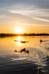 Silhouettes of flying Dalmatian pelican or Pelecanus on the Kerkini lake National Park, Greece sunrise and sunset colors