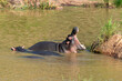 © JAG IMAGES - Hippopotame, Hippopotamus amphibius, Afrique du Sud