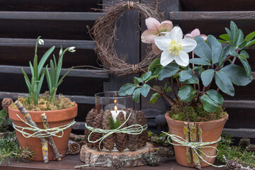 Wall Mural - Christrose (Helleborus niger) und Schneeglöckchen (Galanthus) in Tontöpfen als Winter-Gartendekoration	
