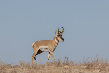 Wall Mural - pronghorn antelope buck in the utah desert in autumn