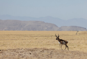 Wall Mural - pronghorn antelope buck in the utah desert in autumn