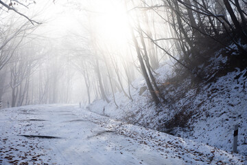 Wall Mural - winter landscape with trees and snow