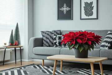 Red poinsettia, the plant stands in a pot on a table in a modern, cozy living room on the right. Christmas symbol. Advertising banner.