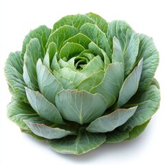 Wall Mural - photo of a cabbage, hd, isolated on white backgroun