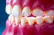 © dana - Denture. Close-up of white teeth and gums, healthy teeth model. Dentistry and medicine topics, lifestyle