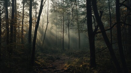  Mystical Forest Path:  A narrow path winds through a dense forest, bathed in the ethereal glow of sunlight filtering through the mist. The trees stand tall and imposing.