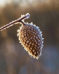 Poster - Frozen cone covered in delicate ice crystals with a blurred golden and blue background