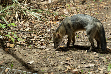 Wall Mural - Crab eating fox on floor of jungle in dark in the Pantanal.