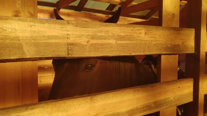 Poster - horses in the stable. Sunset lighting.